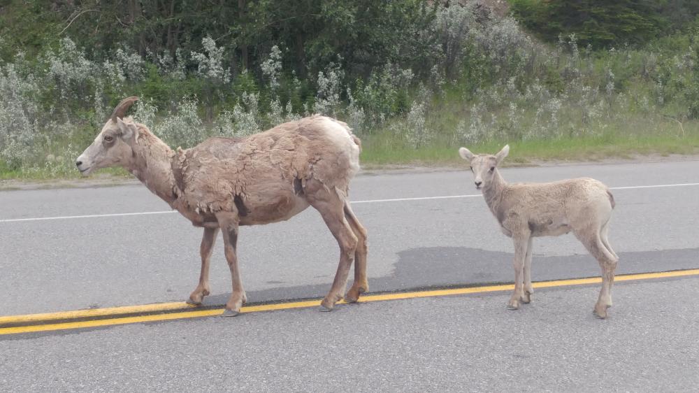2019 summer vacation: Day twelve - From Edmonton to Jasper