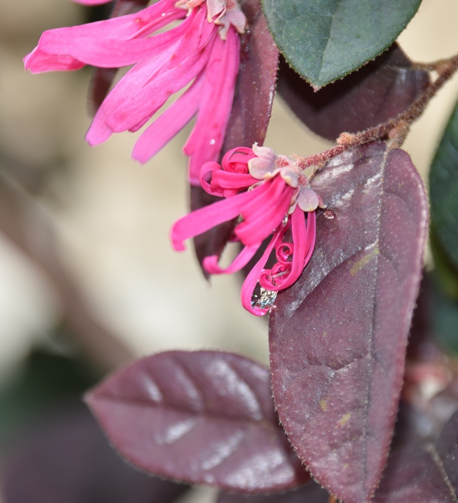 Connaissez vous le loropetalum ?