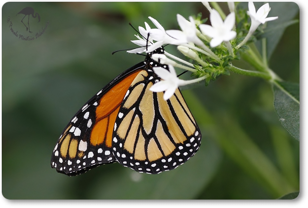 Danaus plexippus (Monarque) - Danaïdae -  Costa Rica