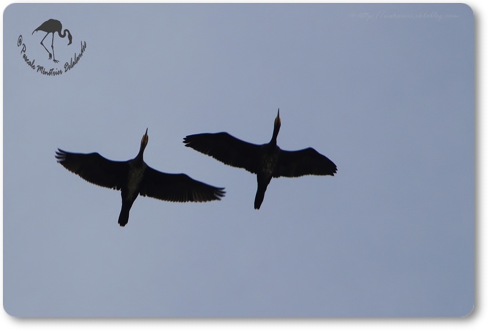 Vols de Grands Cormorans...