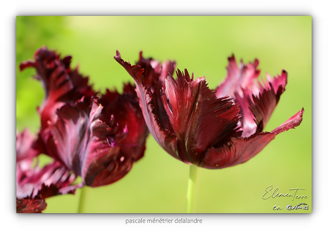 Tulipe perroquet black parrot