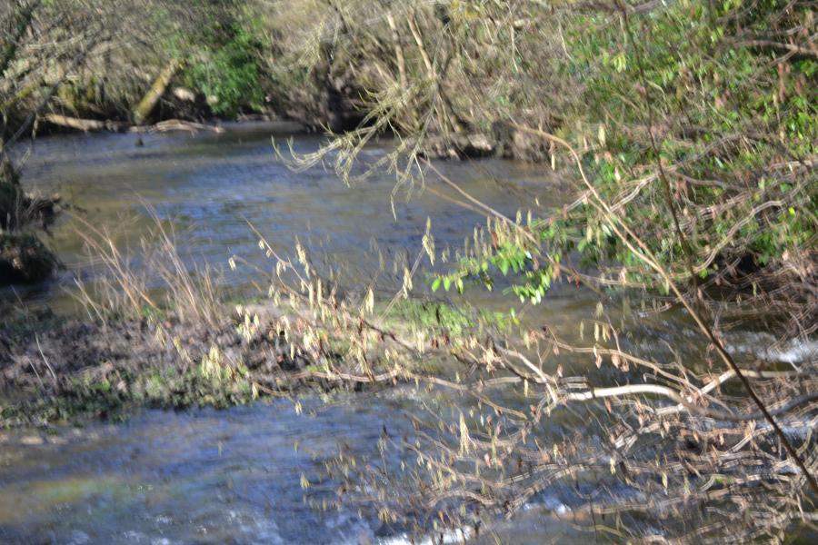 suivant la rive de la PENZE (la promeneuse )