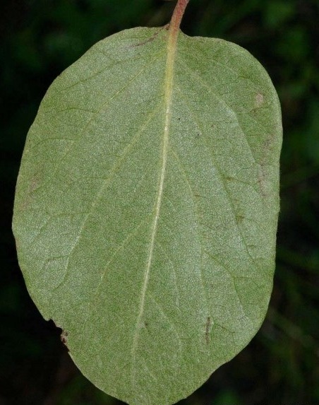 Arbre fruitier : Cognassier