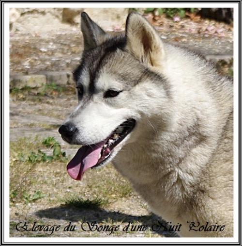 Houka (3 ans)