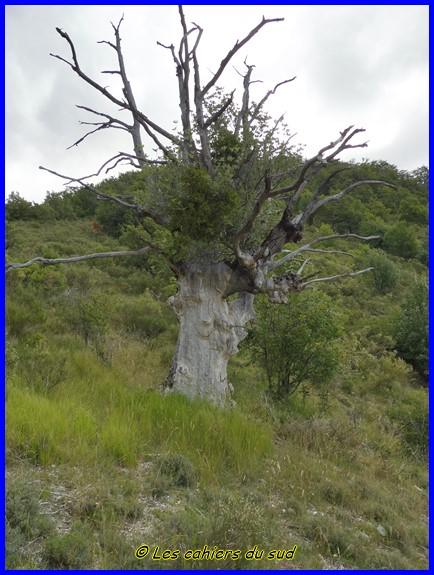 Sisteronnais, le mourre de la montagne de Gache