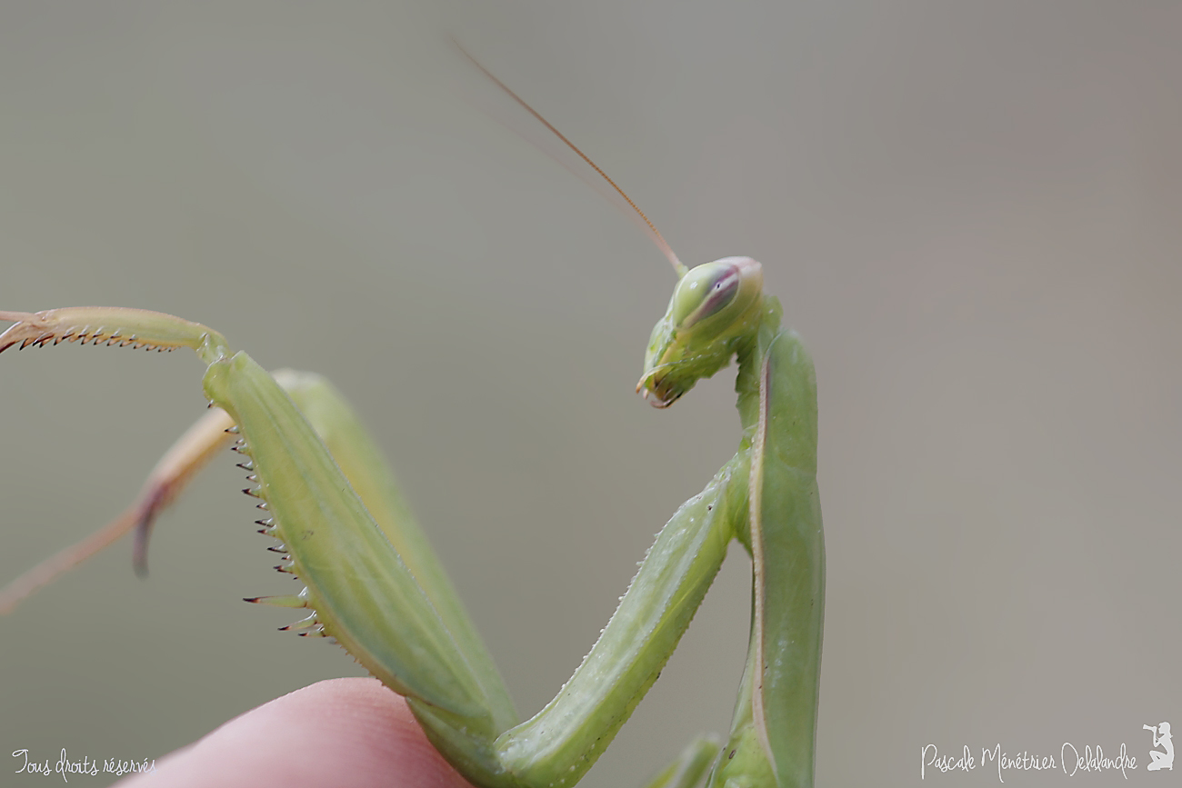 Mantis religiosa  - Mante religieuse - forme verte