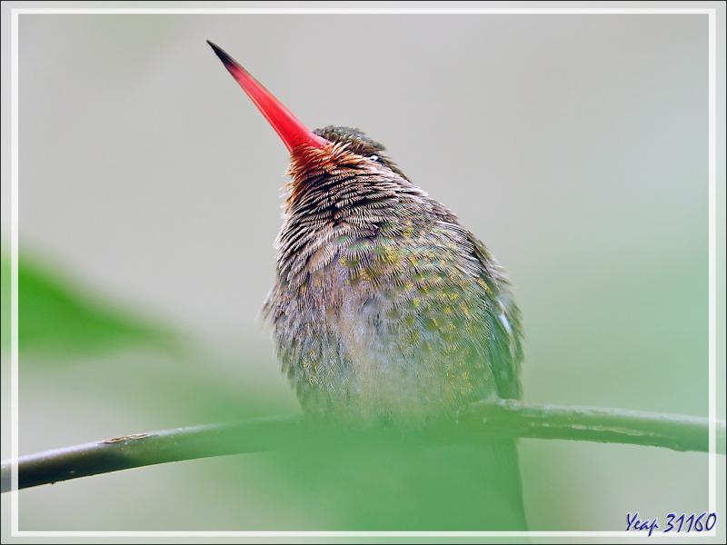 Colibri Saphir à queue d'or ou Colibri doré, Gilded Sapphire (Hylocharis chrysura) - Parque das Aves - Foz do Iguaçu - Brésil