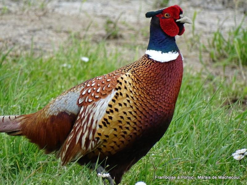 Faisan de Colchide 