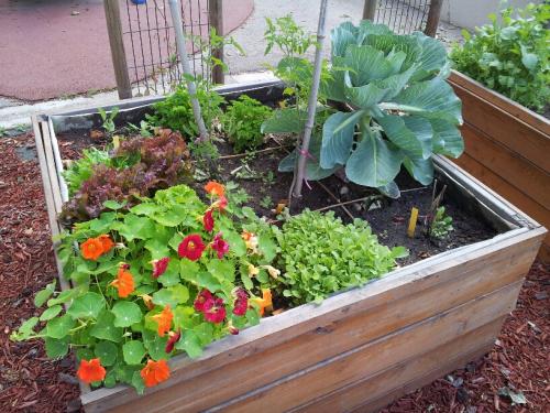 Potager en carré