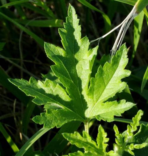 Fleurs cultivées : Guimauve