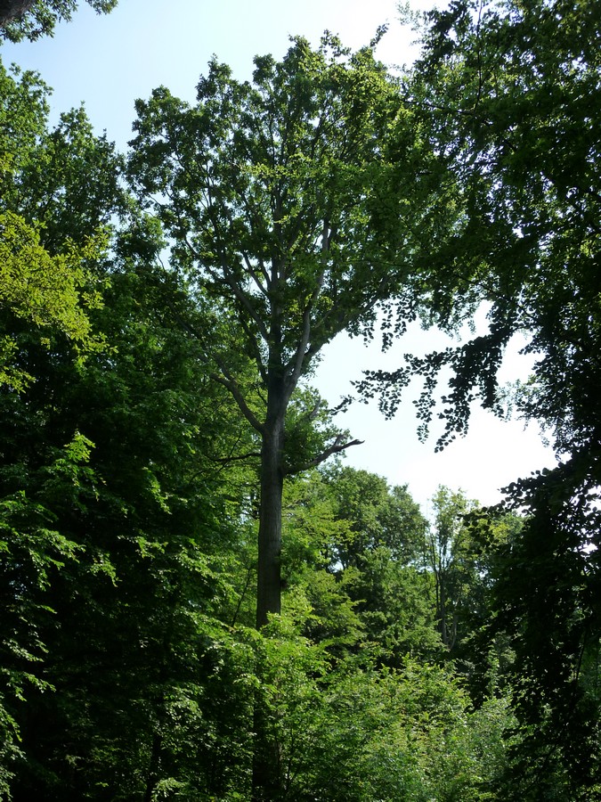 A l'ombre de la Forêt Domaniale de Creuse