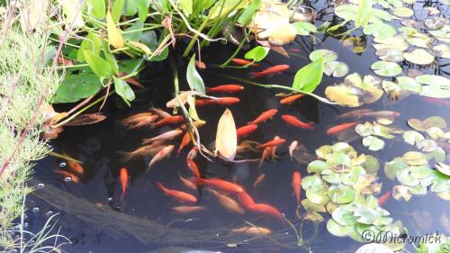 Nikon Coolpix P1000 (suite) Quelques photos