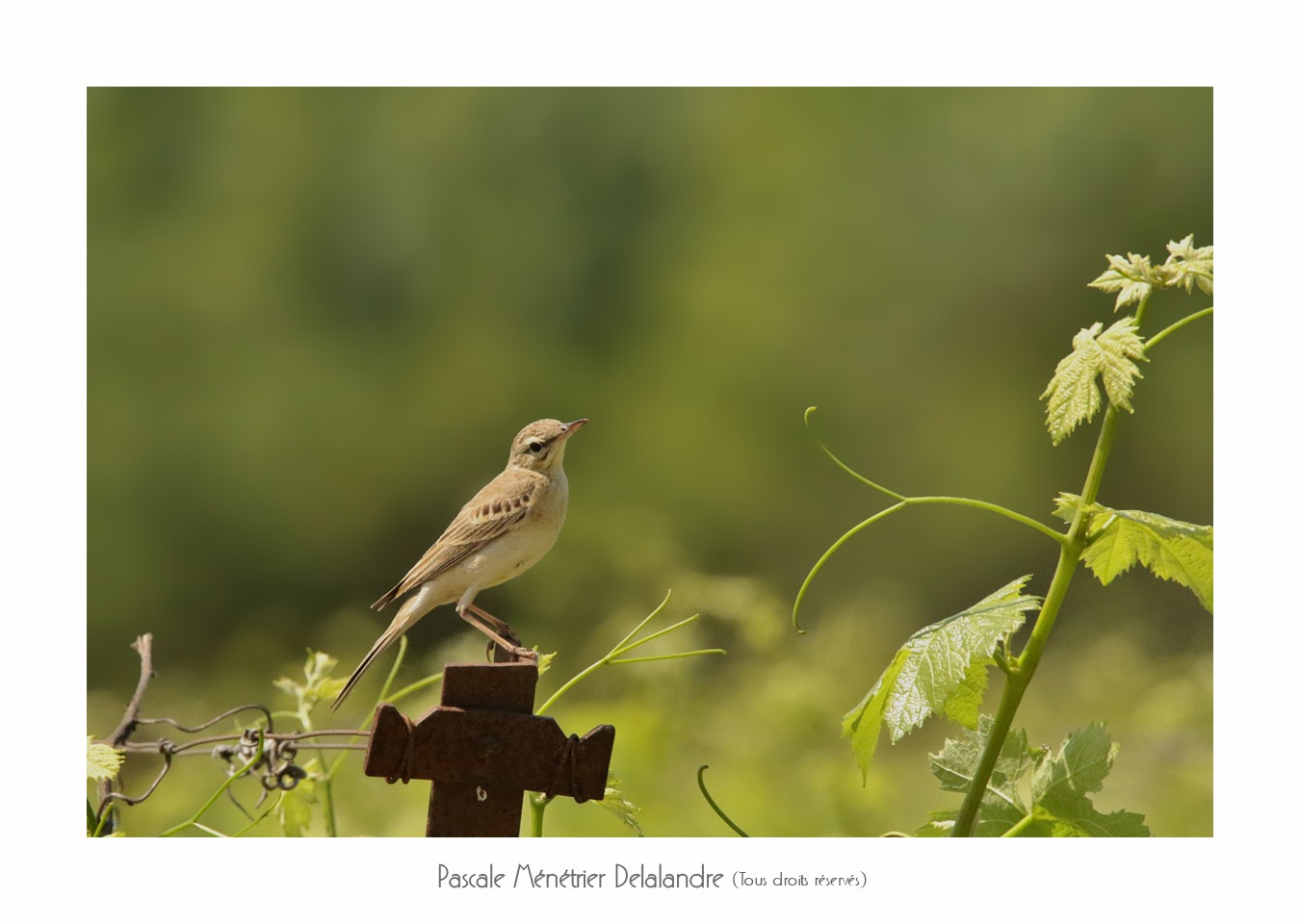 Pipit rousseline