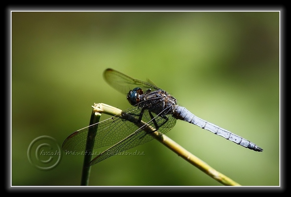 Orthétrum bleuissant (Orthetrum coerulescens) mâle...