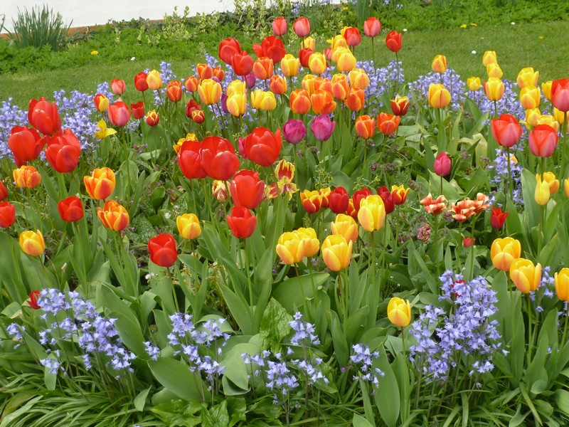 tulipe