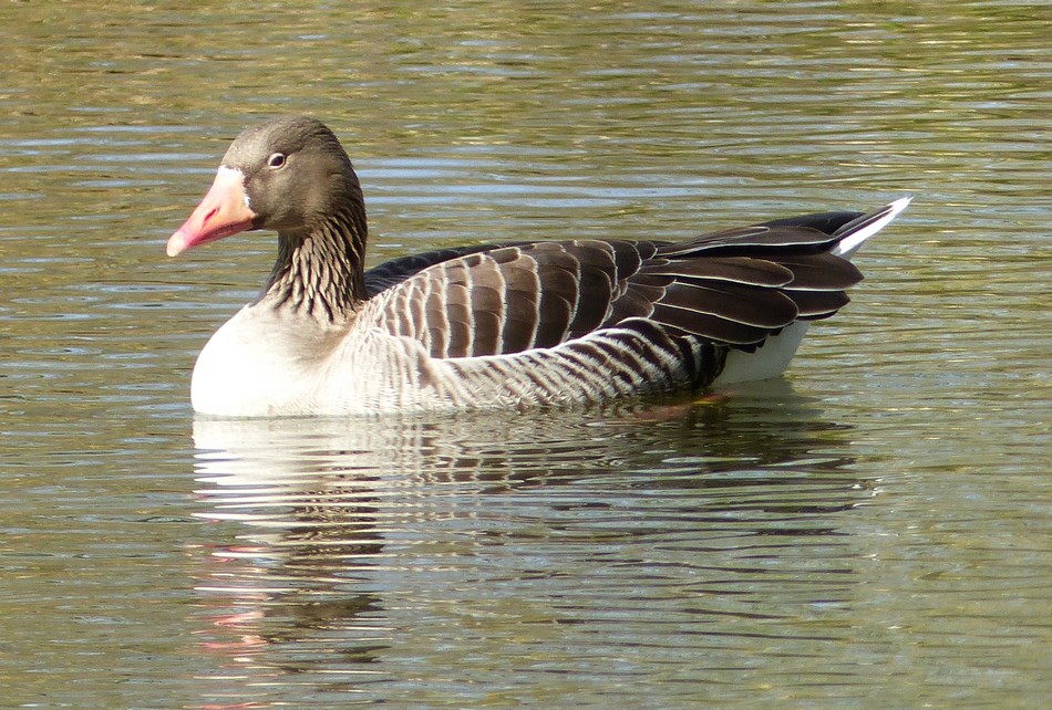 La vie mouvementée de maman Foulque (suite)