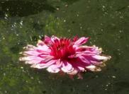 L'art thérapie, pourquoi ?