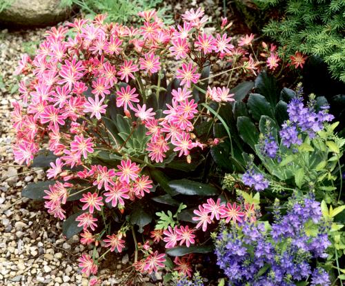 Fleurs cultivées : Lewisia
