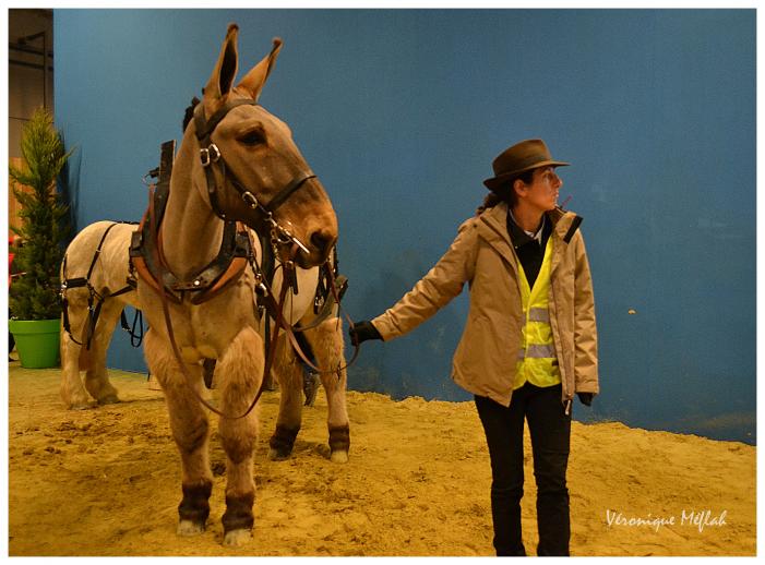 Salon International de l'Agriculture : Un mulet poitevin qui se fait remarquer !
