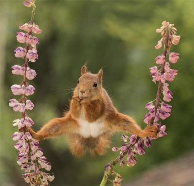 Images insolites d'animaux