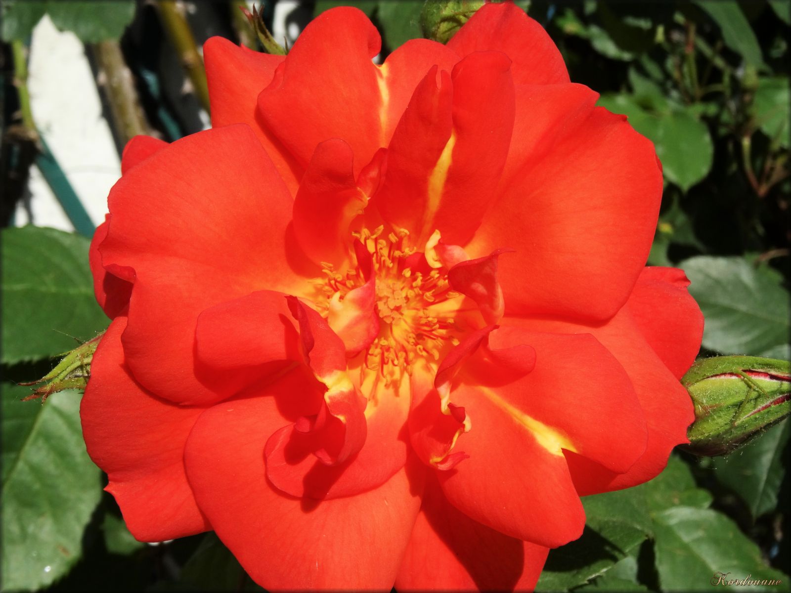 Photo de rose rouge grande ouverte (fleur) - Les photos de Kordouane