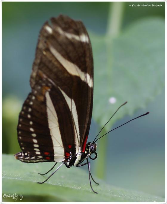 Héliconius charithonia - Héliconiidae - Costa Rica