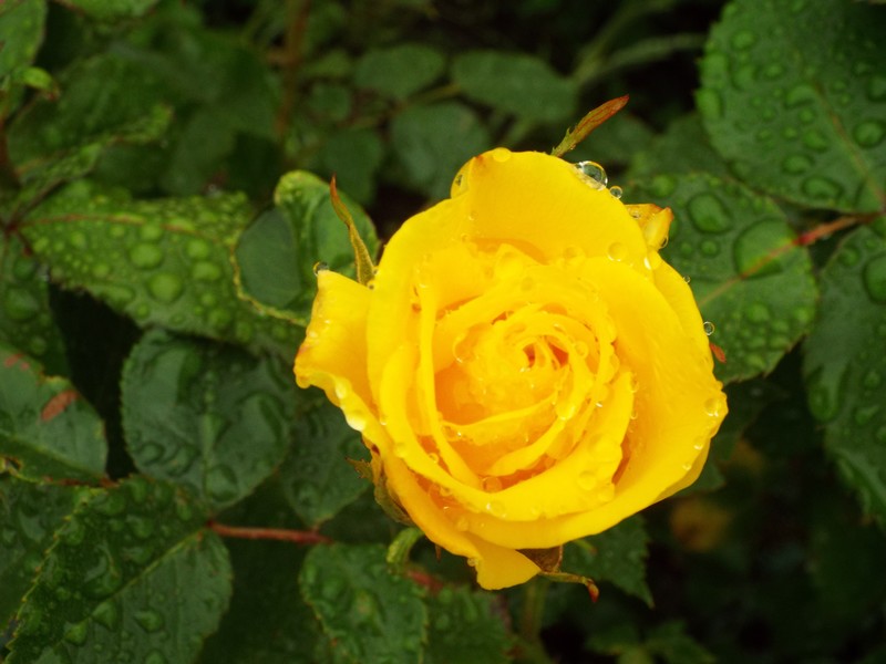 pluie