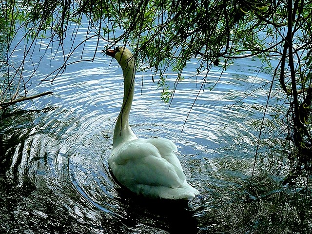 Cygne sur la Moselle 8 Marc de Metz 26 04 2013