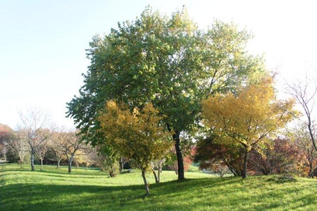 jardin à St Urbain 039