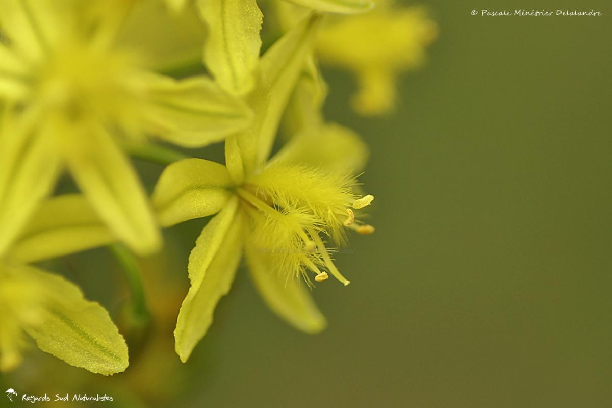 Bulbine frutescens