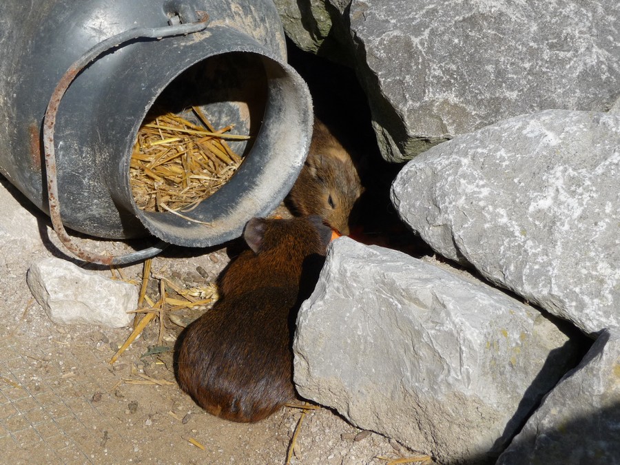 Le Zanimaux du Zoo d'Amiens 