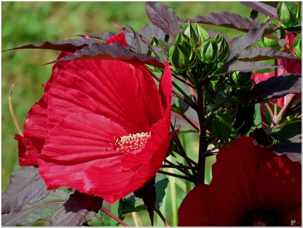 ENCORE ...Hibiscus géant rouge