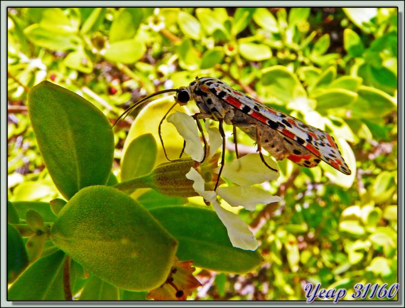 Papillon de nuit - Lagon Bleu - Atoll de Rangiroa - Archipel des Tuamotu - Polynésie française