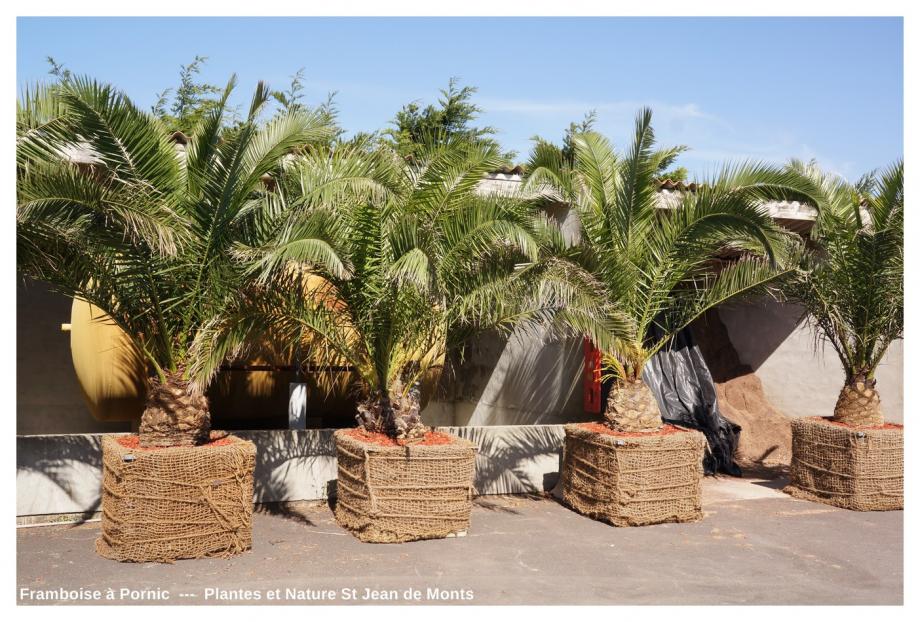 Plantes et Nature St Jean de Monts 