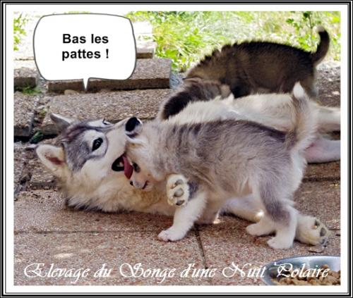 Portée de Lakmé (16 juin 2017)