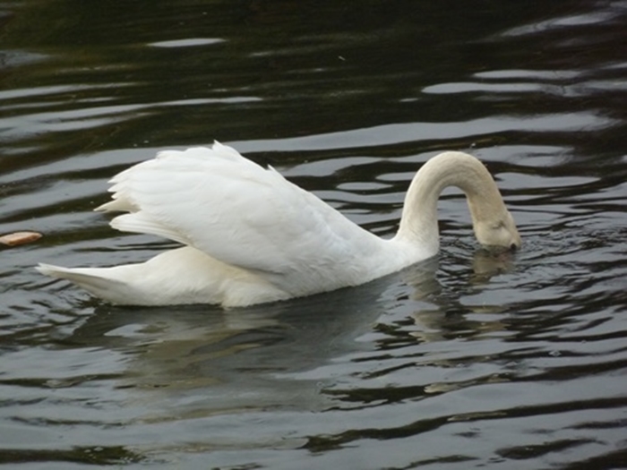 e cygne ...