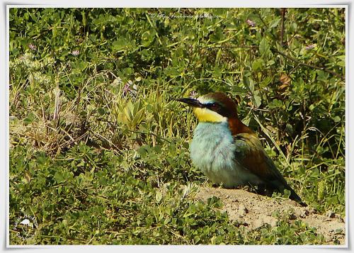 Guêpier d'Europe - Merops apiaster - European Bee-eater