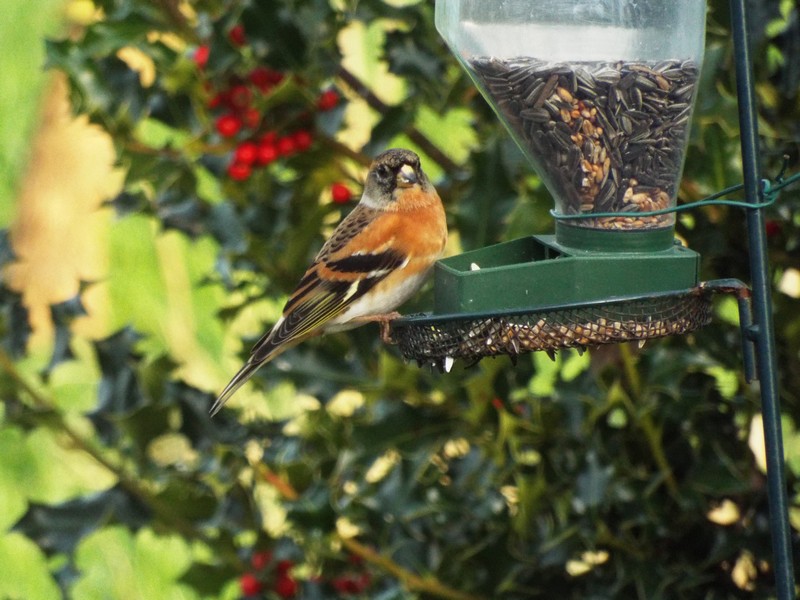 les oiseaux en hiver 
