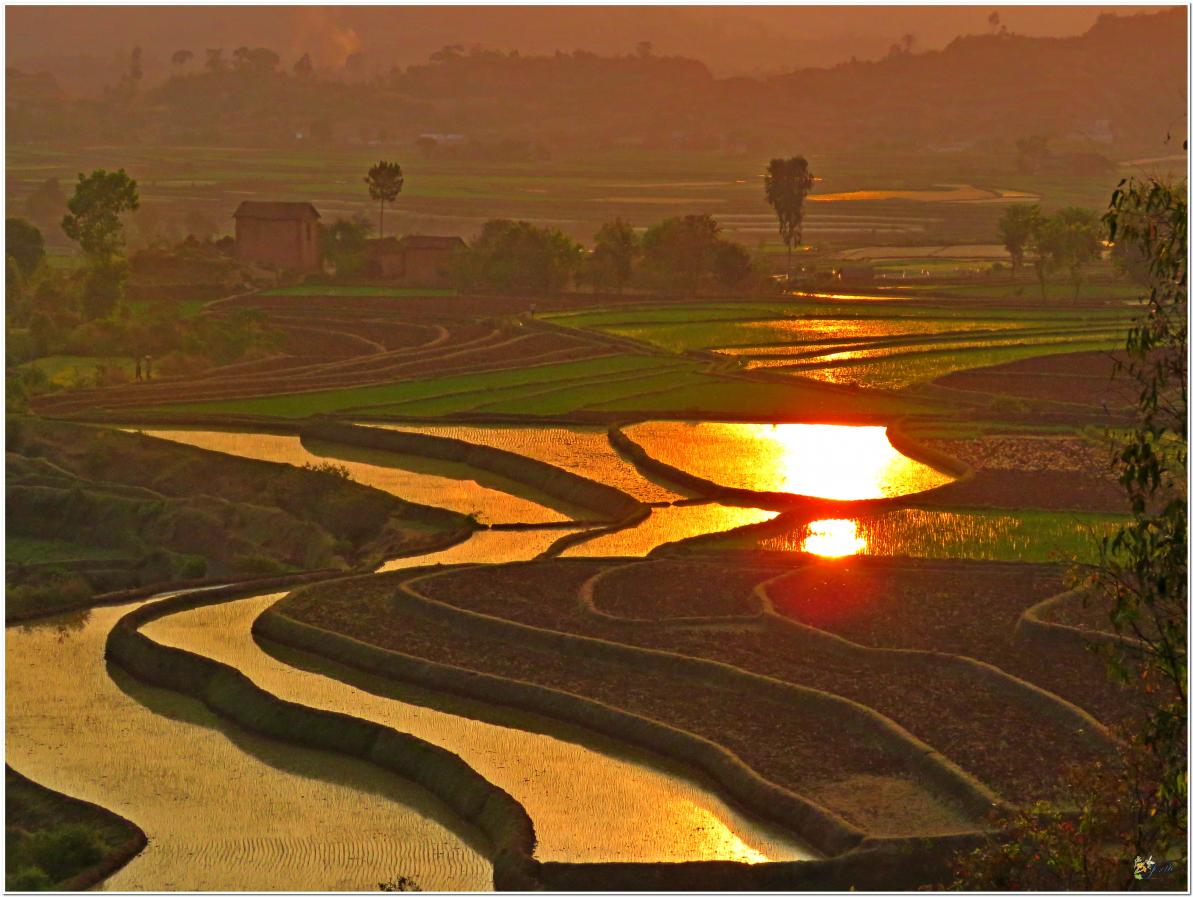 COUCHER  DE  SOLEIL  DANS  LES  RIZIERES 