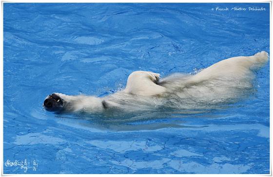 L'ours blanc (Ursus maritimus) ou ours polaire