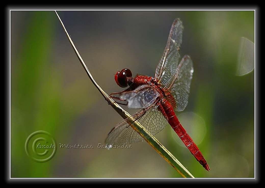 Crocothemis écarlate (Crocothemis erythraea)