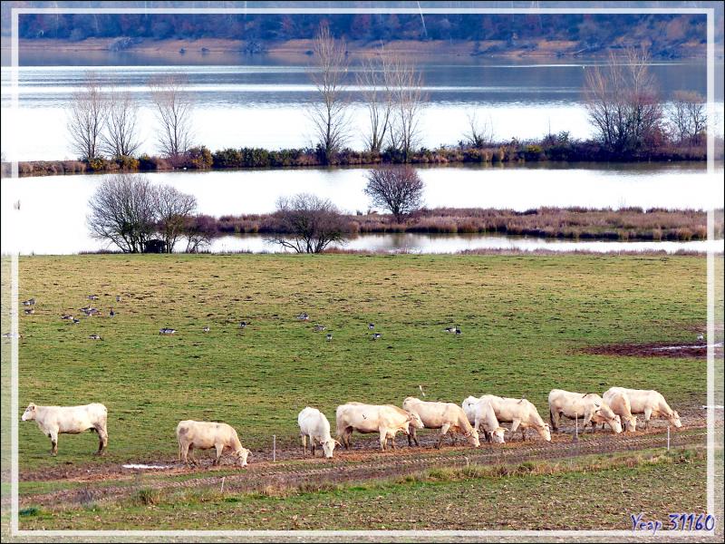 Lac de Puydarrieux avec son troupeau de vaches Blondes d'Aquitaine - Hautes-Pyrénées