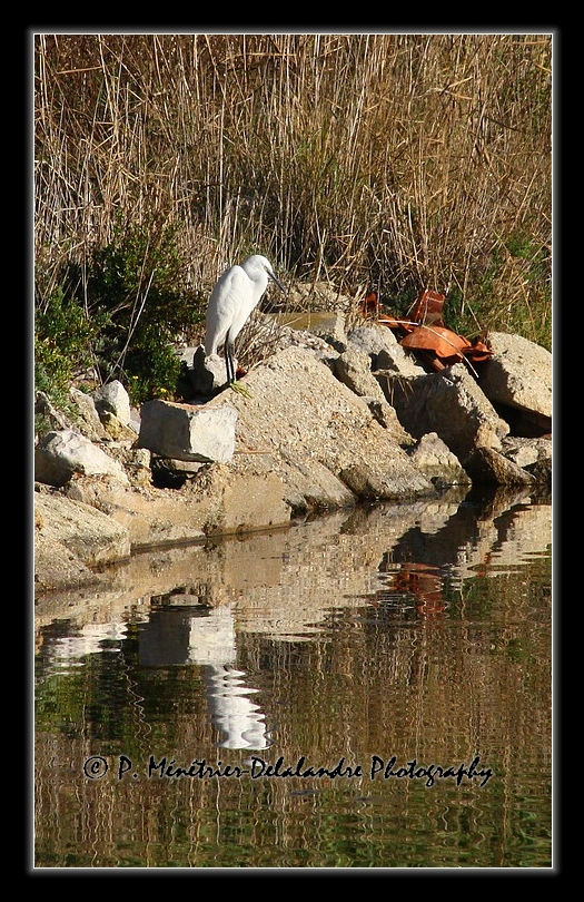 Aigrette garzette (Palavas - 34)