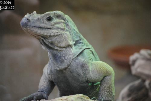 Iguane Rhinocéros