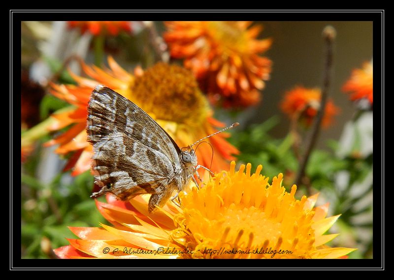 Ils pullulent dans mon jardin ces jours-ci...
