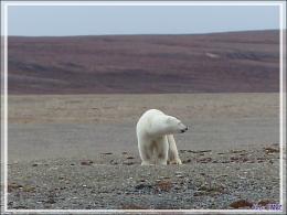 Dernière série avec cet ours on ne peut plus photogénique ! (Polar bear) - Creswell Bay - Somerset Island - Nunavut - Canada