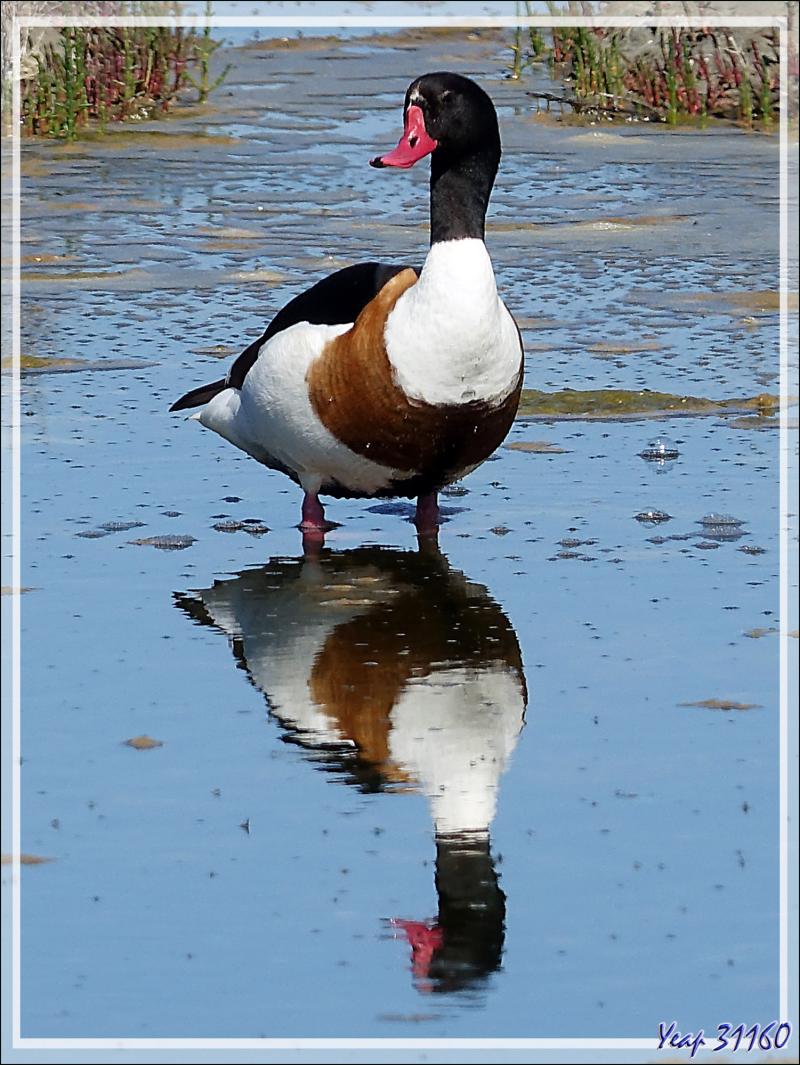 Marais aux Tadornes de Belon, Common Shelduck (Tadorna tadorna) - La Couarde-sur-Mer - Ile de Ré - 17