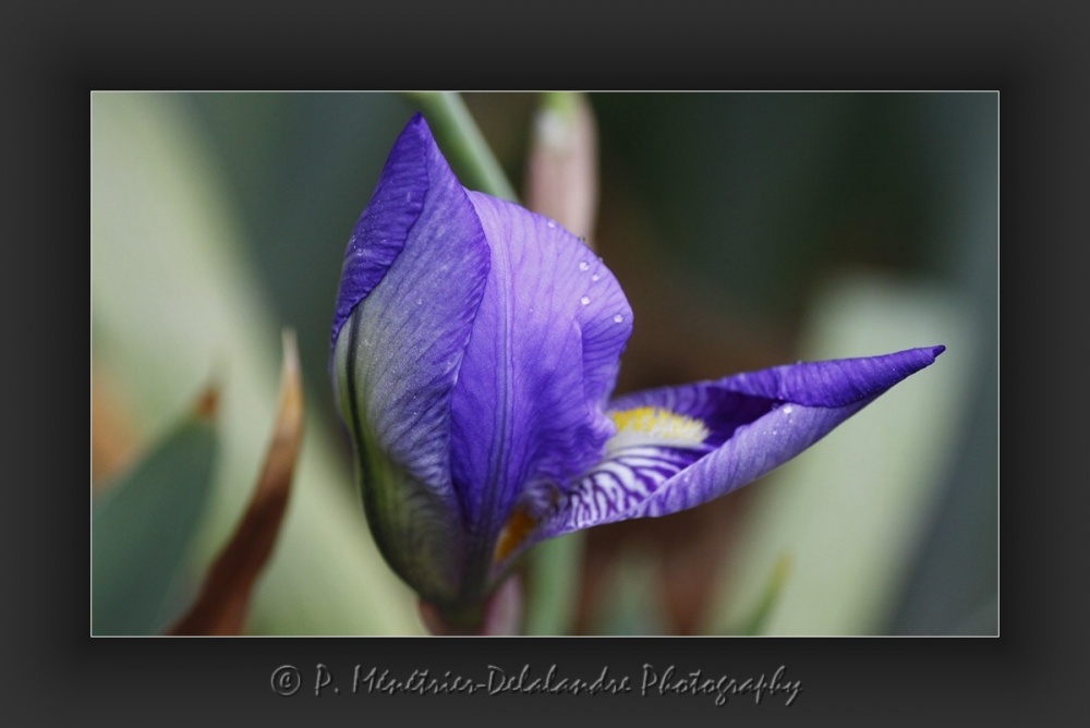 Beauté des Iris...