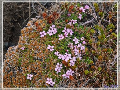 07/06/2023 : galets, Grands Corbeaux et petite flore vers les falaises de Reykjanesviti - Péninsule de Reykjanes - Islande