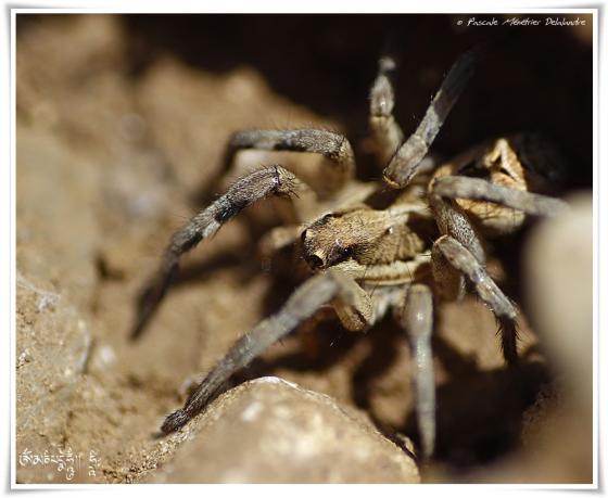 Lycose de Narbonne ♀ (Lycosa narbonensis)